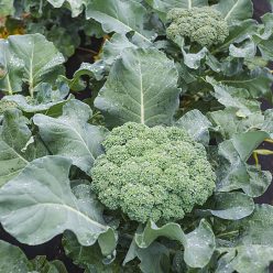 Premium Crop Hybrid Broccoli Seed