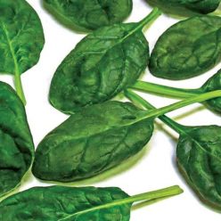 Olympia Hybrid Spinach  Seed
