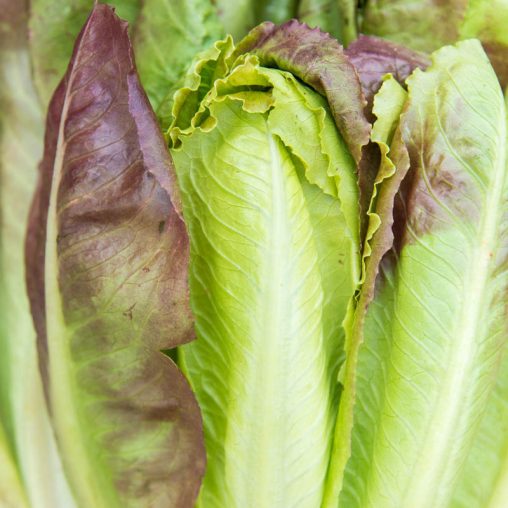 Cimarron Romaine Lettuce Seed - Image 2