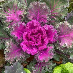Rainbow Candy Crush Hybrid Kale Seed