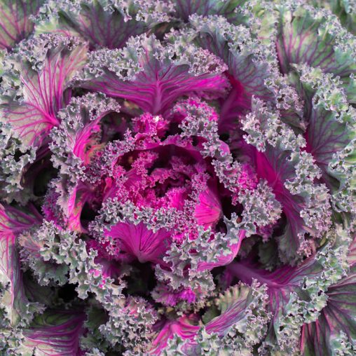 Rainbow Candy Crush Hybrid Kale Seed - Image 2