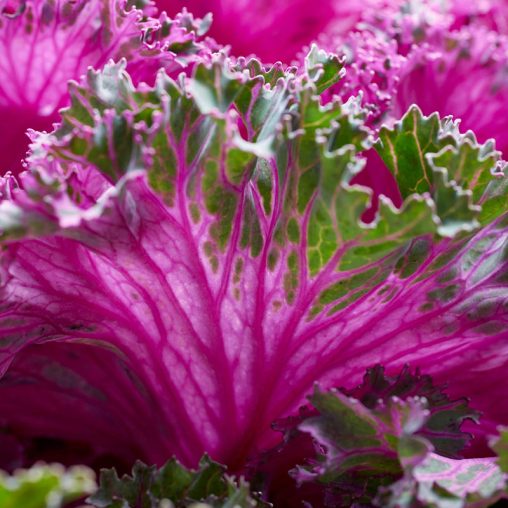 Rainbow Candy Crush Hybrid Kale Seed - Image 3