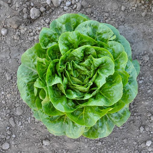 Xalbadora Mini Romaine Lettuce - Image 2