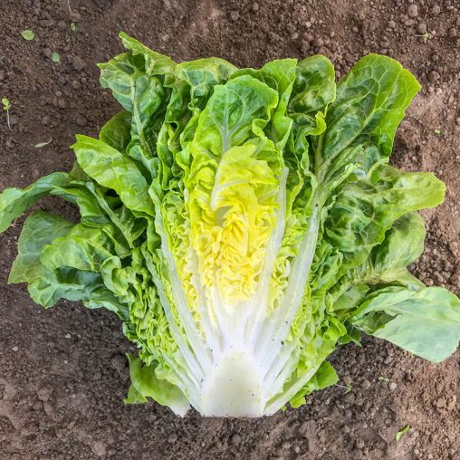 Xalbadora Mini Romaine Lettuce - Image 3