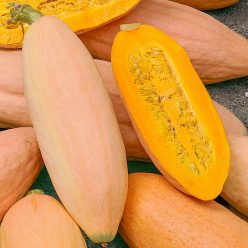 Pink Banana Jumbo Winter Squash  Seed