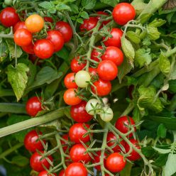 Candyland Red Tomato  Seed