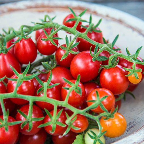 Candyland Red Tomato  Seed - Image 2