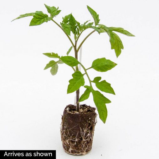 Candyland Red Tomato  Seed - Image 3