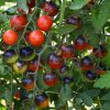 Midnight Snack Hybrid Tomato  Seed