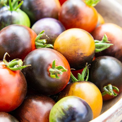 Midnight Snack Hybrid Tomato  Seed - Image 2
