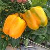 Delray S10<sup>®</sup> Hybrid Sweet Pepper  Seed