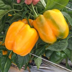 Delray S10<sup>®</sup> Hybrid Sweet Pepper  Seed