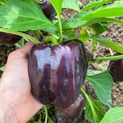 Dragonfly Hybrid Sweet Pepper  Seed
