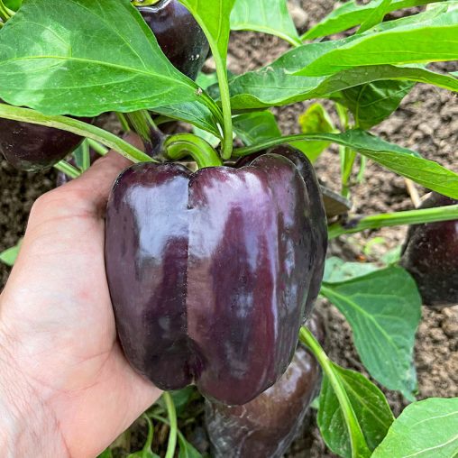 Dragonfly Hybrid Sweet Pepper  Seed