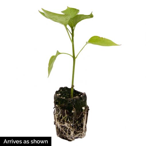 Dragonfly Hybrid Sweet Pepper  Seed - Image 3