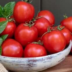 Early Darling Hybrid Tomato  Seed