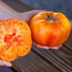 Buffalosun Hybrid Tomato  Seed