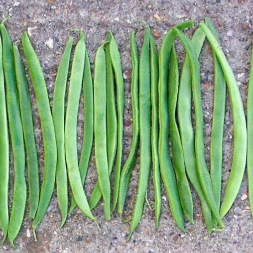 Aintree Runner Bean - Image 2