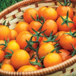 Sungold Hybrid Cherry Tomato  Seed