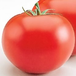 Heatmaster Hybrid Tomato  Seed