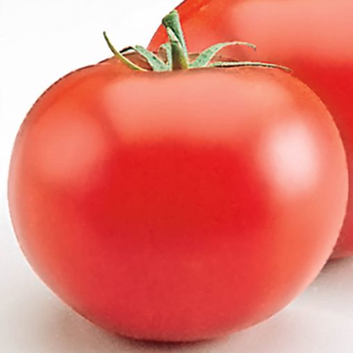 Heatmaster Hybrid Tomato  Seed