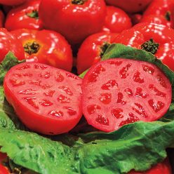 Ruby Monster Hybrid Tomato  Seed
