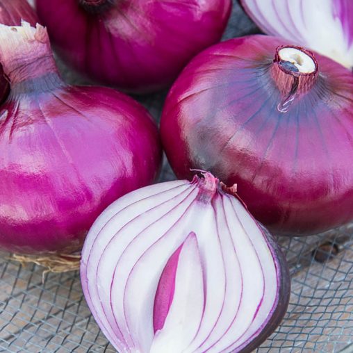 Red Zeppelin Onion  Seed