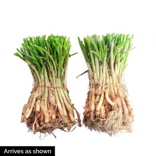 Red Zeppelin Onion  Seed - Image 2