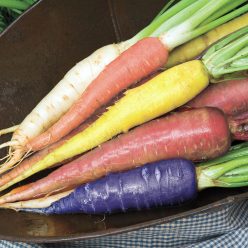 Sunset Carrot Mix  Seed