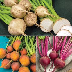 Red White & Gold Beet Mix Seed