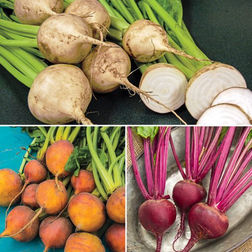 Red White & Gold Beet Mix Seed