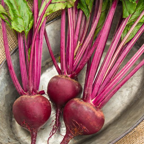 Red White & Gold Beet Mix Seed - Image 4