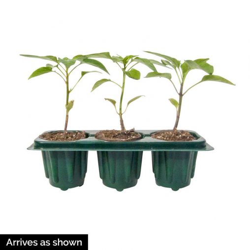 Black Beauty Eggplant Seed - Image 3