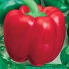 Calwonder 300 TMR Sweet Pepper  Seed