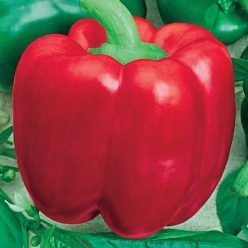 Calwonder 300 TMR Sweet Pepper  Seed