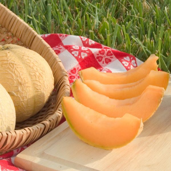 Li'l Sweet Improved Hybrid Cantaloupe Seed | Gardenchamps.com