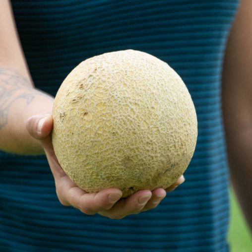 Li'l Sweet Improved Hybrid Cantaloupe Seed - Image 2