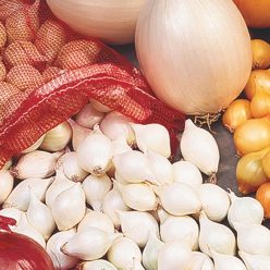 White Onion  Seed