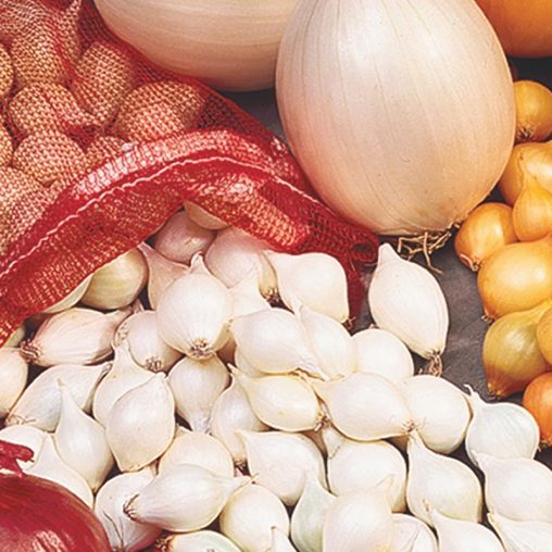 White Onion  Seed