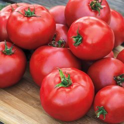 Gurney Girl's Best Hybrid Tomato  Seed