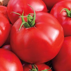 Tasty Beef Hybrid Tomato  Seed