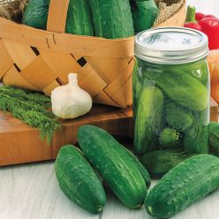 Perfect Pickle Hybrid Pickling Cucumber Seed