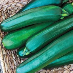 Pride Improved Hybrid Zucchini Summer Squash Seed