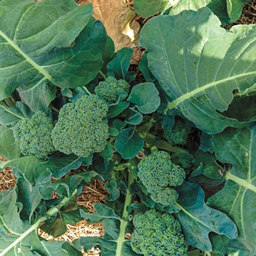 Blue Ribbon Hybrid Broccoli Seed - Image 2