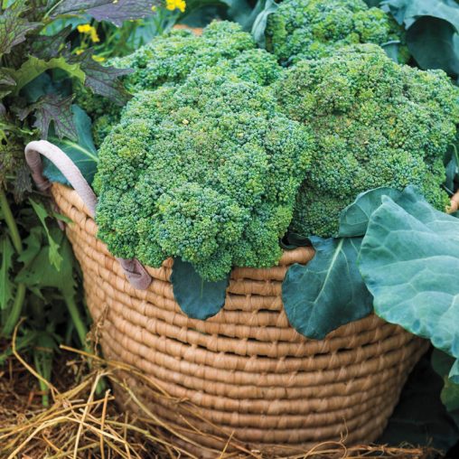 Blue Ribbon Hybrid Broccoli Seed - Image 3