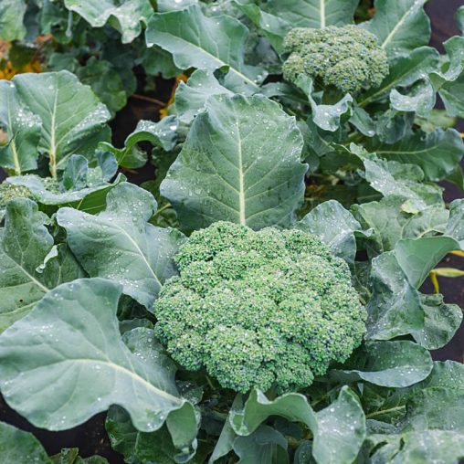 Blue Ribbon Hybrid Broccoli Seed - Image 4