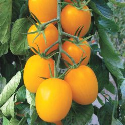 Golden Rave Hybrid Tomato  Seed