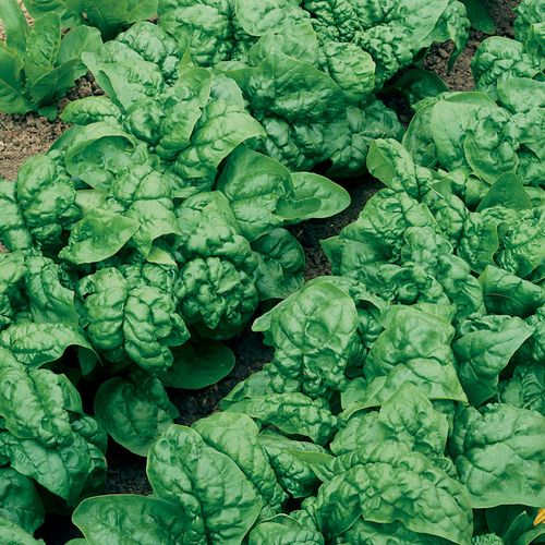 Bloomsdale Long Standing Spinach Seeds