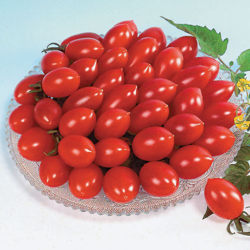 Sugary Cherry Tomato Seeds