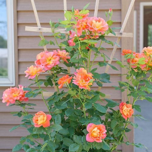 Rosa Rise Up Emberays Climbing Rose